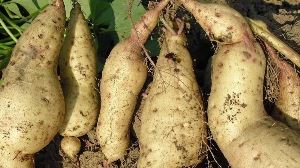 กรมวิชาการเกษตร ฟิตจัด ปล่อยอีก 2 มันเทศใหม่