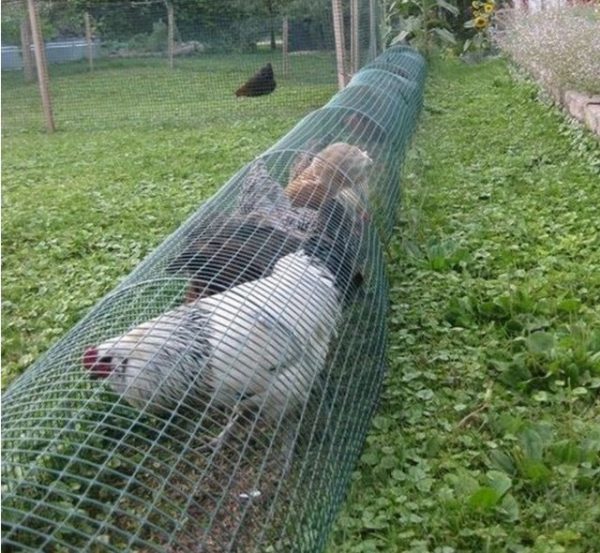 ไอเดียการเลี้ยงแบบใหม่ ผักอยู่ข้างใน ไก่อยู่ข้างนอก