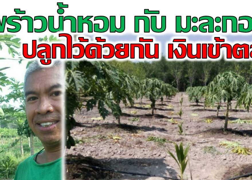 ปลูกมะพร้าวน้ำหอม มะละกอ ร่วมกันได้