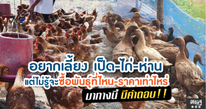 อยากเลี้ยงเป็ด-ไก่-ห่านแต่ไม่รู้จะซื้อพันธุ์ที่ไหน-ราคาเท่าไร