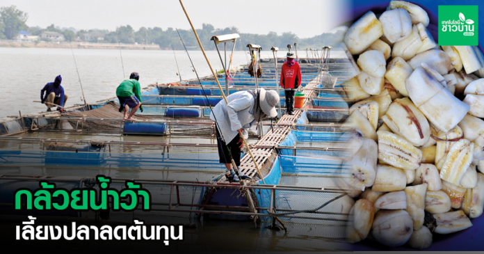 เกษตรกรชัยนาท ใช้ กล้วยน้ำว้า เลี้ยงปลาลดต้นทุน