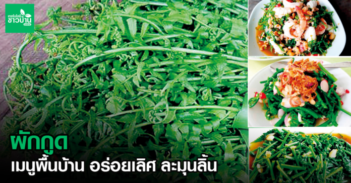 ผักกูด เมนูพื้นบ้าน อร่อยเลิศ