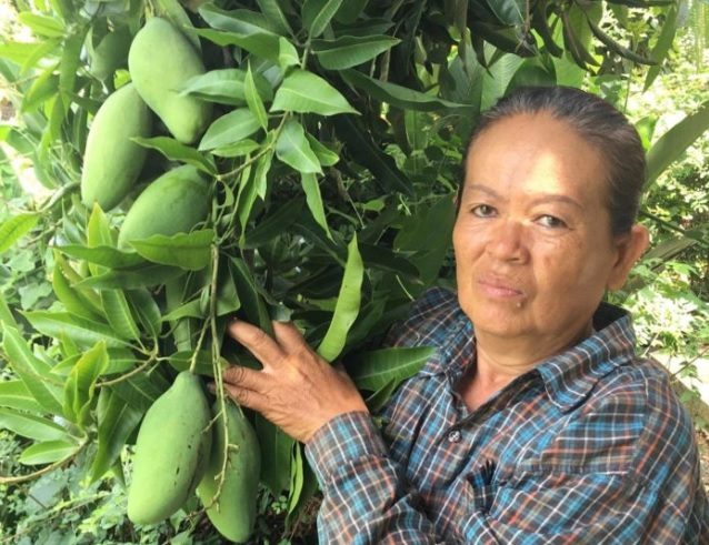 เกษตรกรสุพรรณฯทำสวนมะม่วงเขียวเสวย