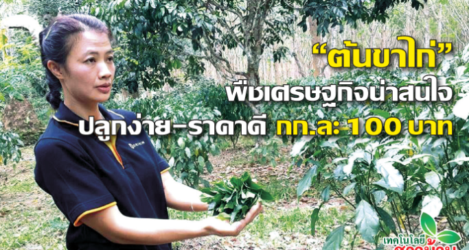 ชวนปลูก“ต้นขาไก่”พืชเศรษฐกิจที่น่าสนใจ