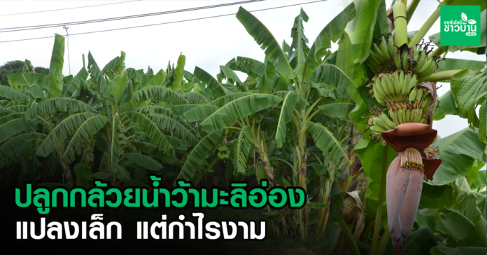 ปลูกกล้วยน้ำว้ามะลิอ่อง
