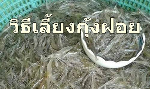 วิธีการเลี้ยงกุ้งฝอย