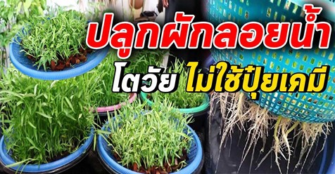ปลูกผักในตะกร้าลอยน้ำ สะอาดปลอดภัย ผักโตวัยมาก