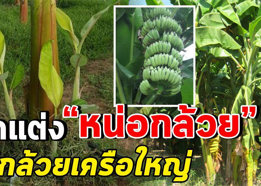 ทำกล้วยหน่อใหญ่ ต้นแข็งแรง