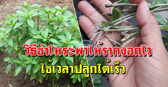 วิธีชำกิ่งโหระพาแค่5วันรากเพียบสามารถนำไปปลูกได้ไวมาก
