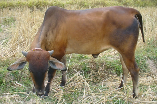 สมุนไพรพื้นบ้านสำหรับ โค กระบือ