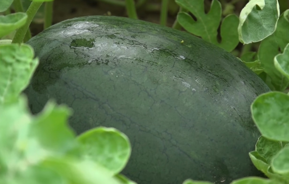 ประชาสัมพันธ์ปลูก