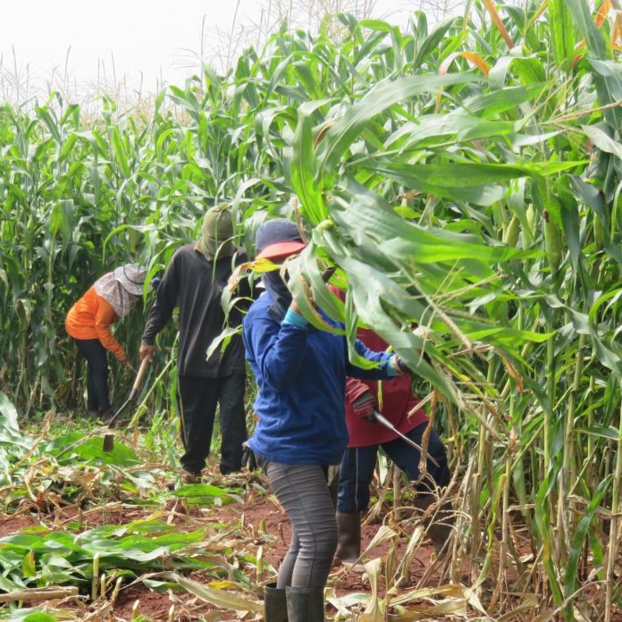 ปลูกข้าวโพดผลิตเป็นข้าวโพดปั่นอาหารสัตว์