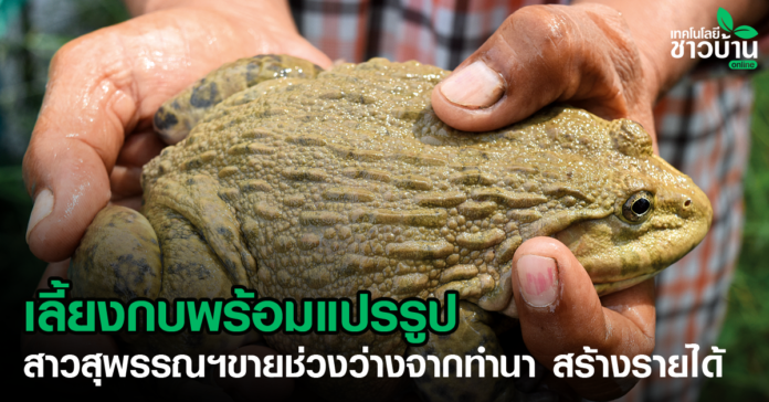 เลี้ยงกบพร้อมแปรรูป