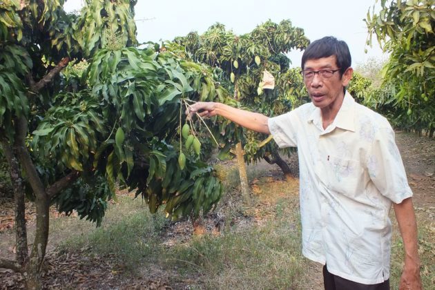 บันได 10 ขั้น สู่ความสำเร็จในการผลิตมะม่วงส่งออก