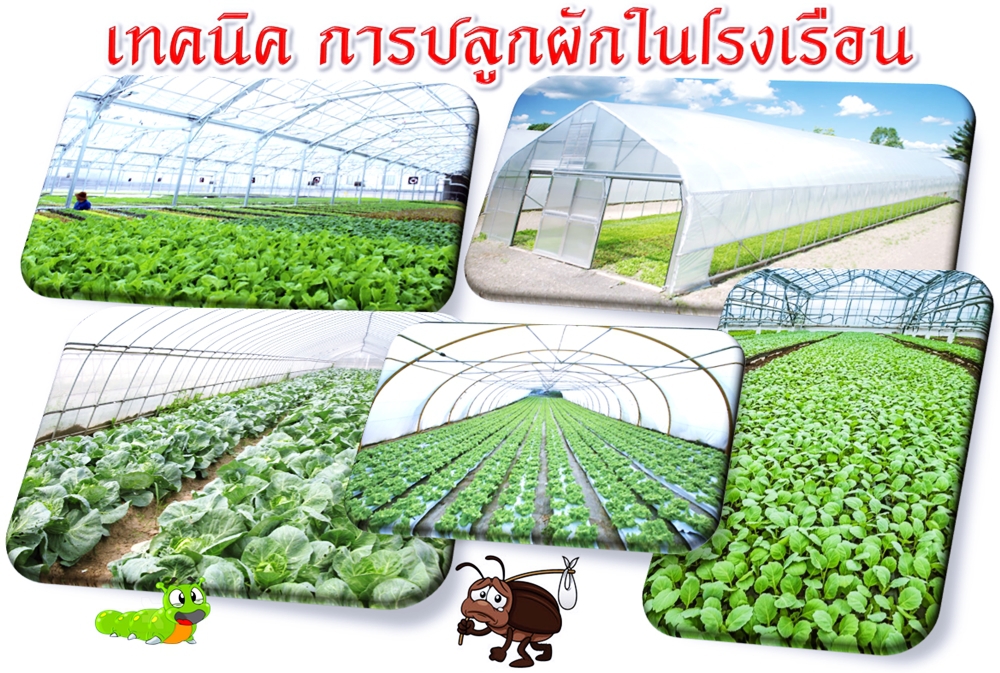 โรงเรือนปลูกผักอินทรีย์