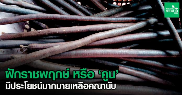 ประโยชน์จากฝักของราชพฤกษ์หรือคูน