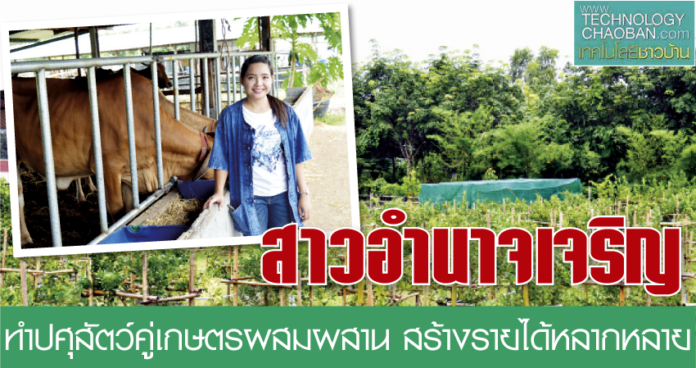 สาวอำนาจเจริญทำปศุสัตว์คู่กับเกษตรผสมผสาน