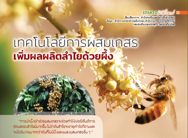 เทคโนโลยีการผสมเกสรเพิ่มผลผลิตลำไยด้วยผึ้ง