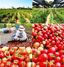 Smart Farming ความหวังและโอกาสของประเทศไทย