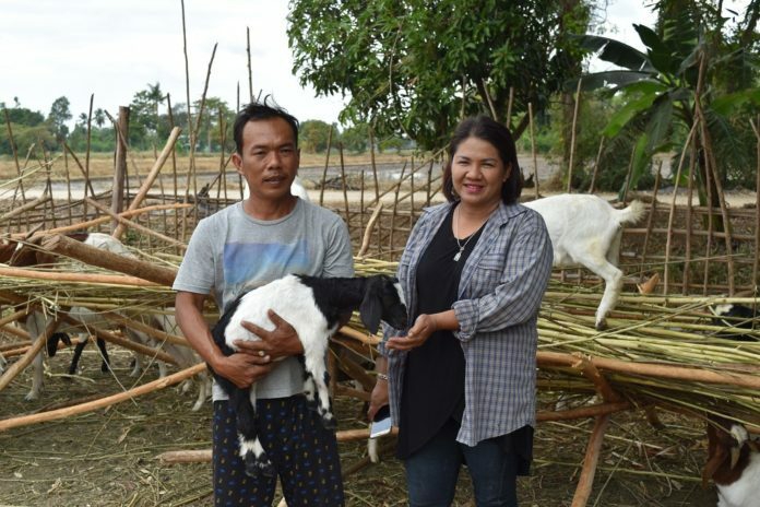 เกษตรกรเลี้ยงแพะล้อมคอก