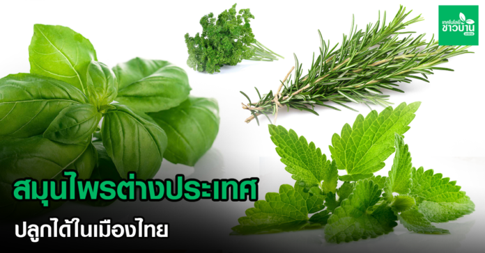 สมุนไพรต่างประเทศ ปลูกได้ในเมืองไทย