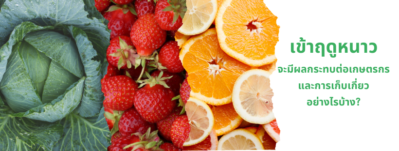 เข้าฤดูหนาวจะมีผลกระทบต่อเกษตรกรและการเก็บเกี่ยวอย่างไรบ้าง?