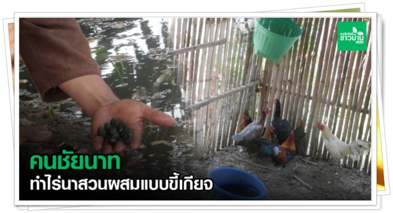 คนชัยนาททำไร่นาสวนผสมแบบคนขี้เกียจ ทำน้อยแต่ได้มาก