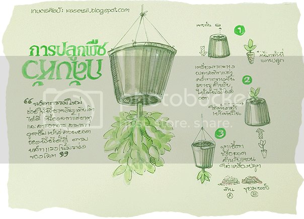 การปลูกพืชกลับหัว