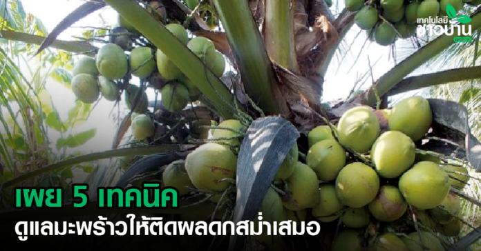 แนะนำ5เทคนิคบำรุงดูแลต้นมะพร้าว