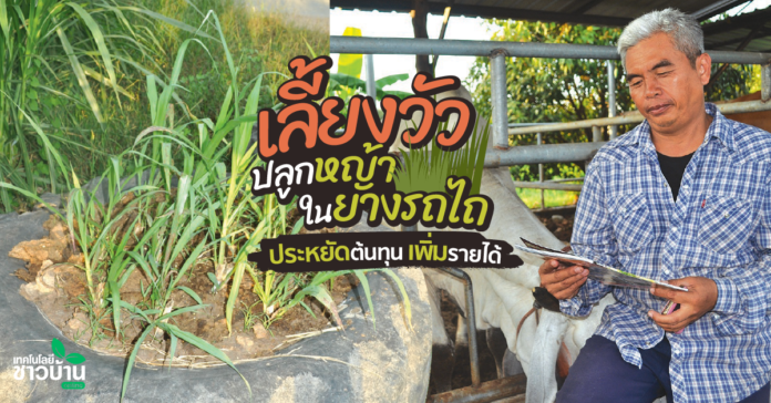 ใช้พื้นที่3ไร่เลี้ยงวัวปลูกหญ้าในยางรถไถ
