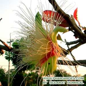 สรรพคุณกระโดน