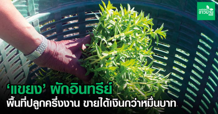 แขยงผักอินทรีย์พื้นที่ปลูกครึ่งงาน