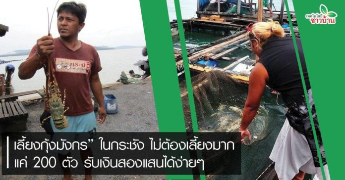 “เลี้ยงกุ้งมังกร”