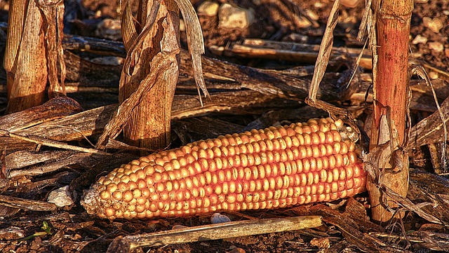 ข้าวโพดเลี้ยงสัตว์