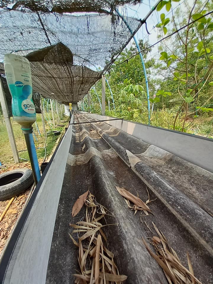 แก้ปัญหาดินปลูกผักจบในครั้งเดียว