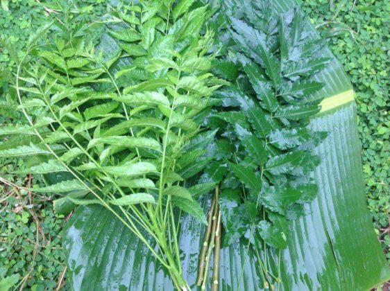 สะเดา…หวานเป็นลม ขมเป็นยา เป็นได้ทั้งยา และอาหาร