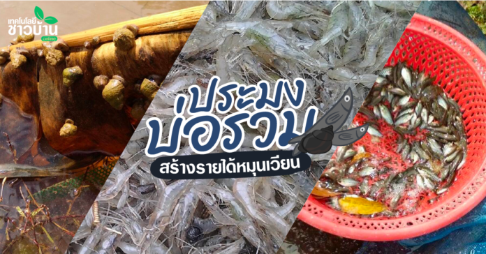 เลี้ยงกุ้งฝอย-หอยขม-ปลาสลิด