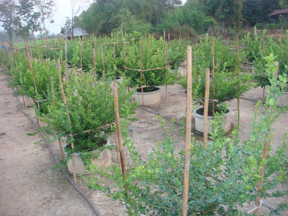 เทคนิคการทำมะนาวนอกฤดูในวงบ่อ