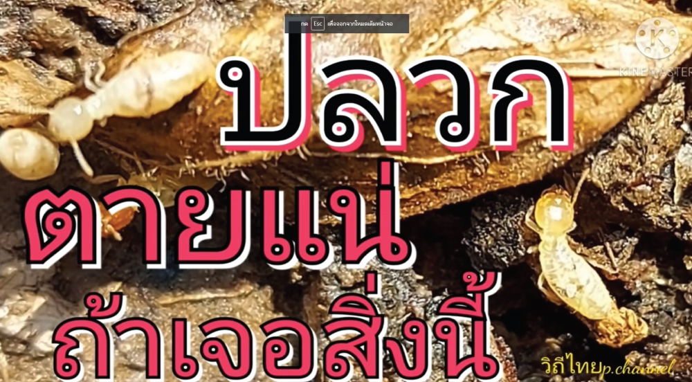 น้ำยาฆ่าปลวก ไล่ปลวกได้ผลจริงปลอดสารพิษ