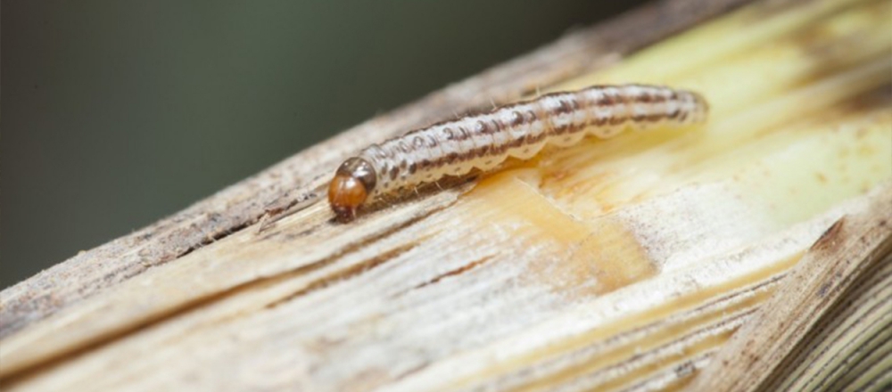 วิธีกำจัดหนอนกออ้อยด้วยชีวภาพ