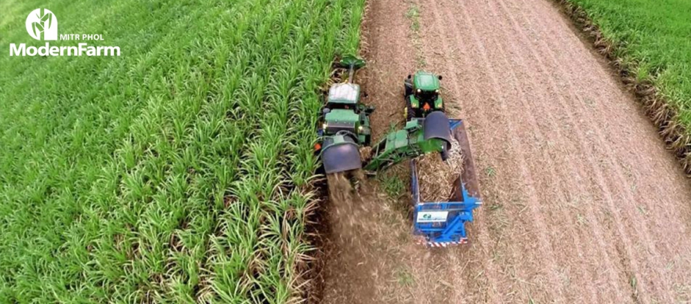 บำรุงตออ้อยด้วยวีแนส (Venasses)