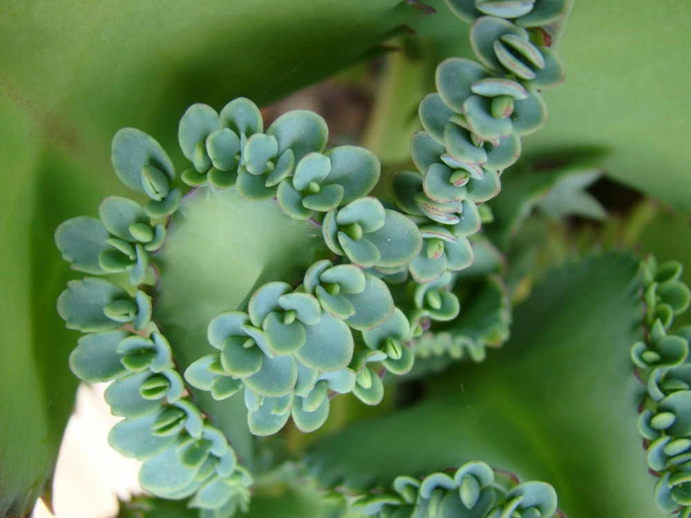 คว่ำตายหงายเป็น แก้พิษร้อนผ่อนพิษไข้