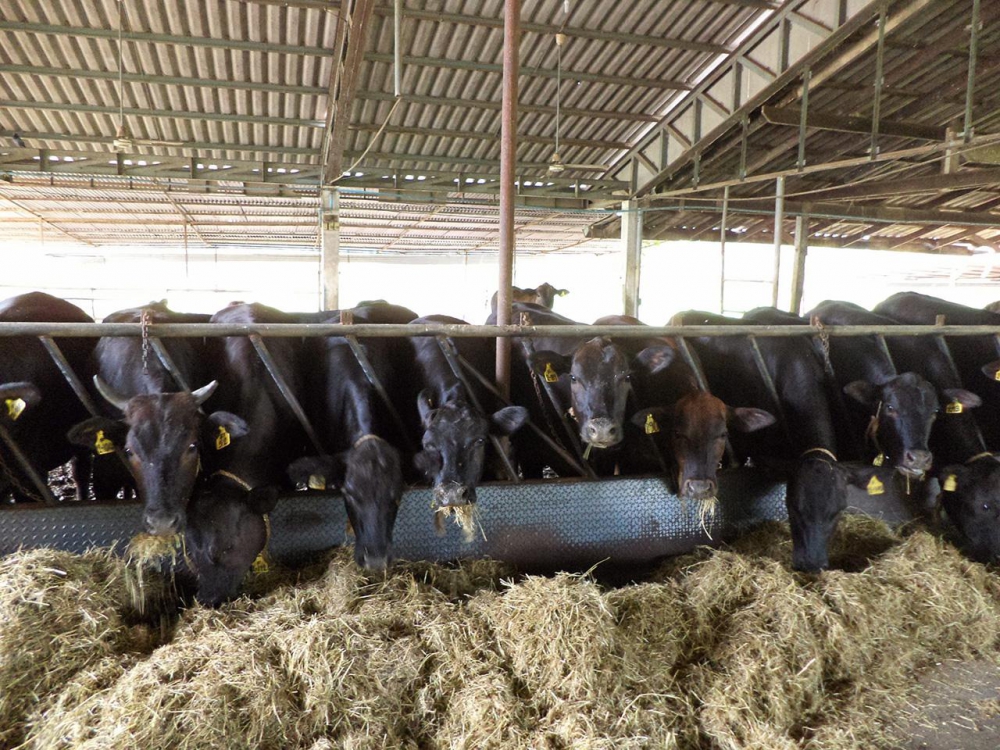 ไทยแบล็ก-วากิว อีกความหวังเกษตรไทย..