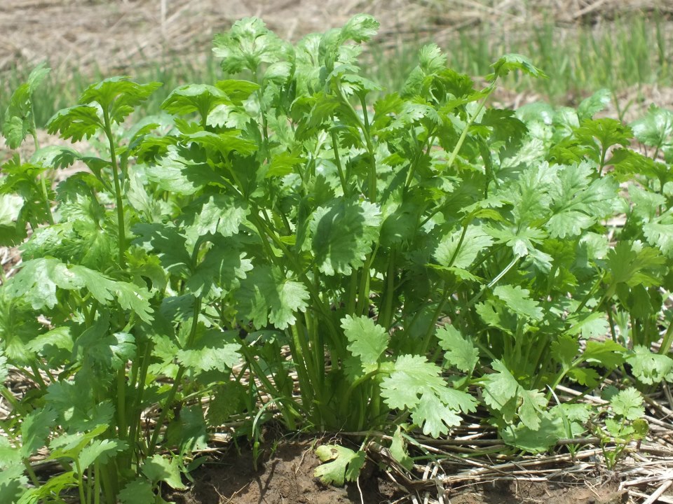 วิธีการปลูกผักชี