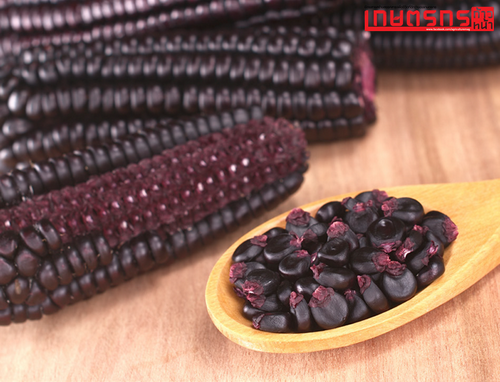 วิธีปลูกข้าวโพดสีม่วง