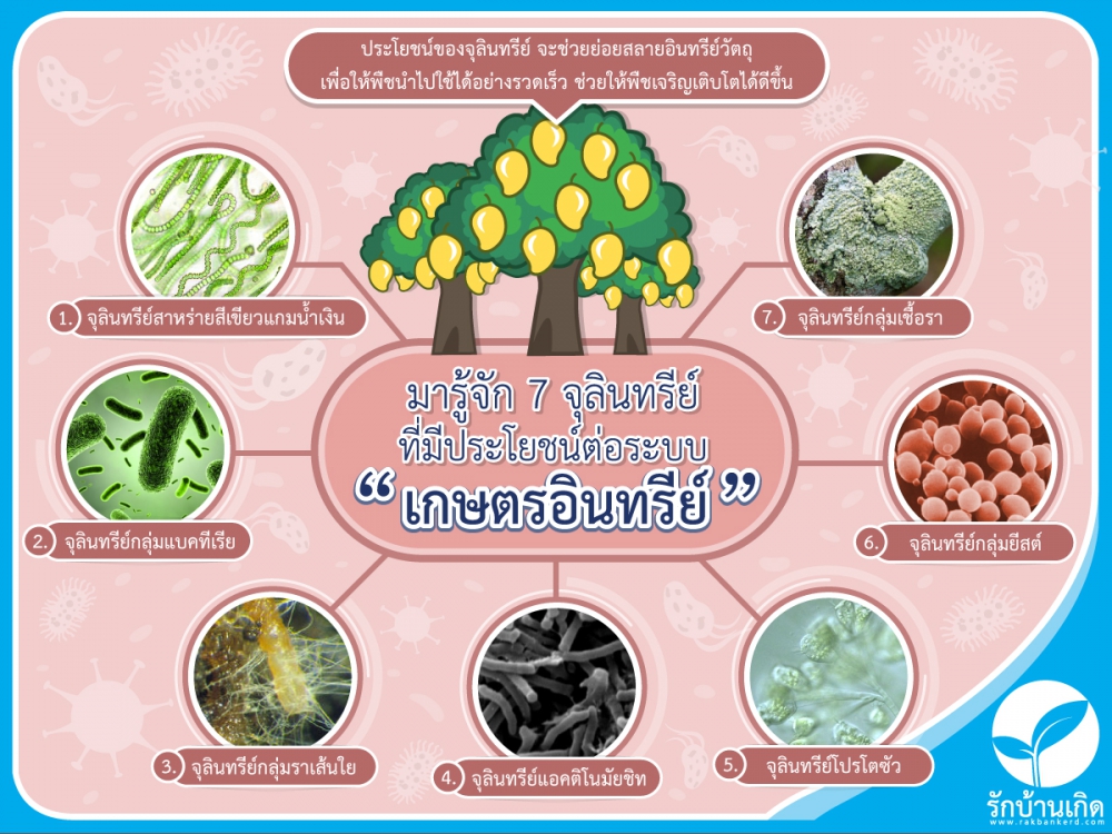 มารู้จัก7จุลินทรีย์ที่มีประโยชน์ต่อระบบเกษตรอินทรีย์