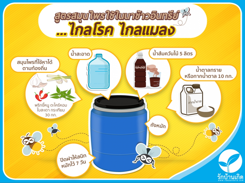 สูตรสมุนไพรใช้ในนาข้าวอินทรีย์...ไกลโรคไกลแมลง