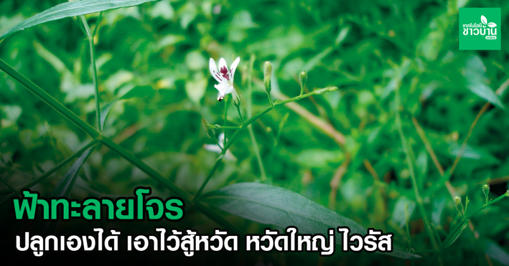 ฟ้าทะลายโจรยาดีที่ปลูกเองได้