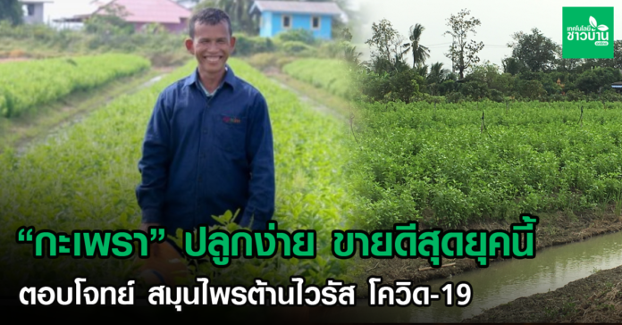 “กะเพรา”ปลูกง่ายขายดีสุดยุคนี้ตอบโจทย์