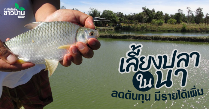 เลี้ยงปลาในนาที่อำนาจเจริญช่วยลดต้นทุน